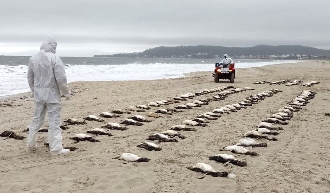 Mais de 3,3 mil pinguins apareceram mortos no litoral brasileiro em 2025 - Imagem do artigo original