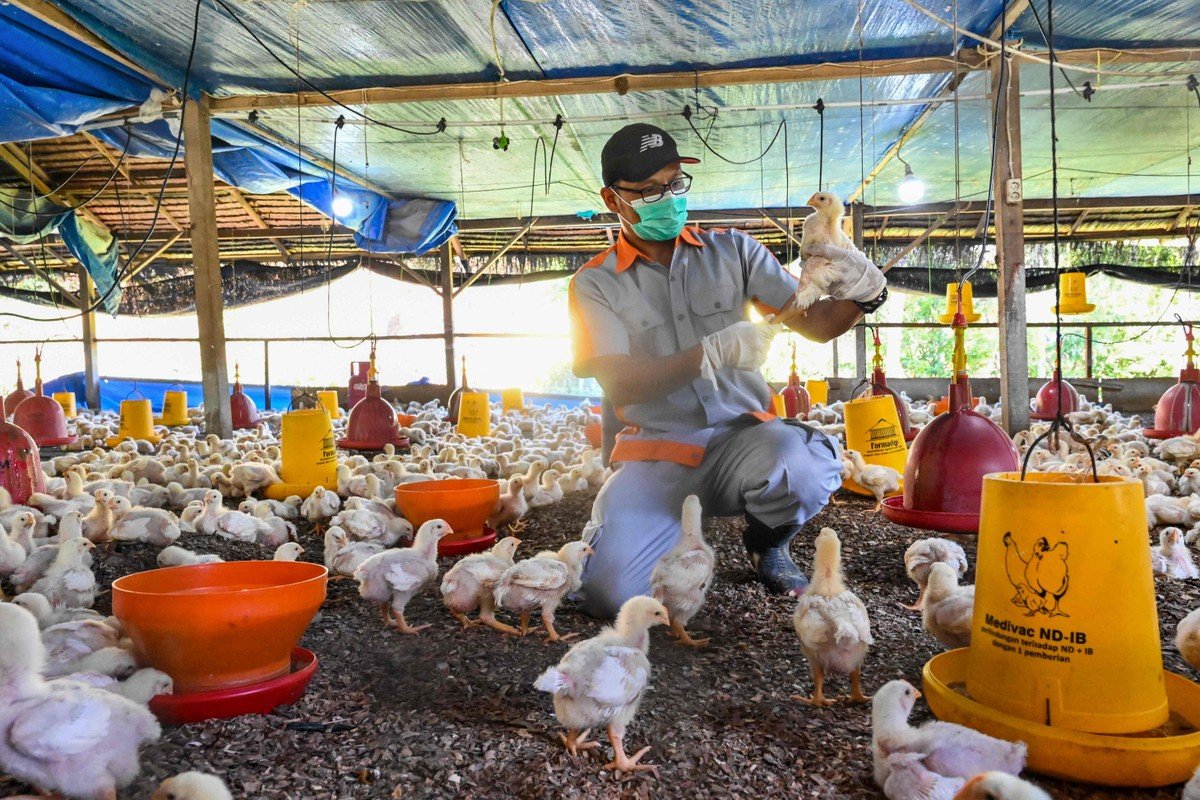 Chile volta a comprar aves do Brasil e barra produto argentino após surto de gripe aviária - Imagem do artigo original