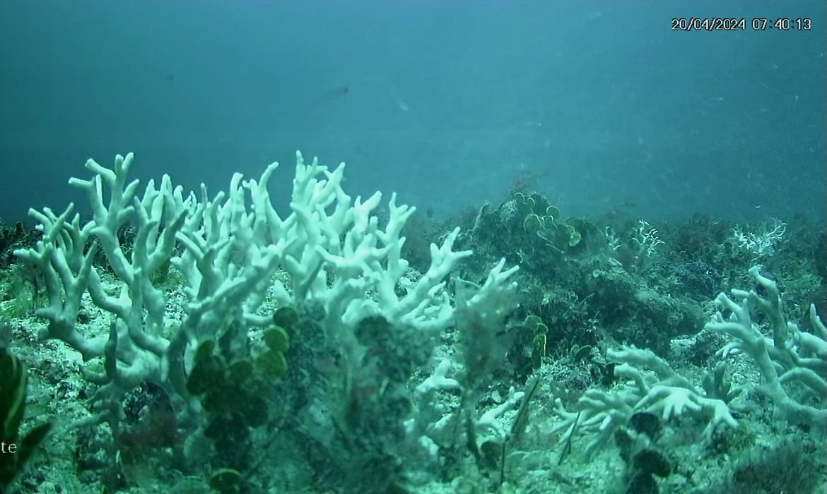 Mudanças climáticas põem em risco recifes de coral do Brasil - Imagem do artigo original