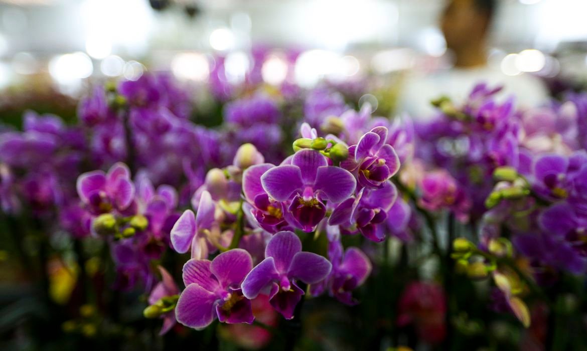 Primavera tem início nesta segunda-feira (22) marcada pela chegada de frente fria - Imagem do artigo original