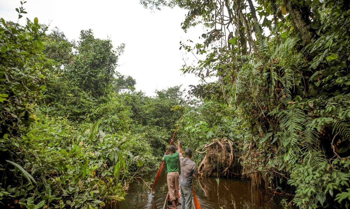 França encabeça plano de US$ 2,5 bilhões para proteger a floresta do Congo - Imagem do artigo original