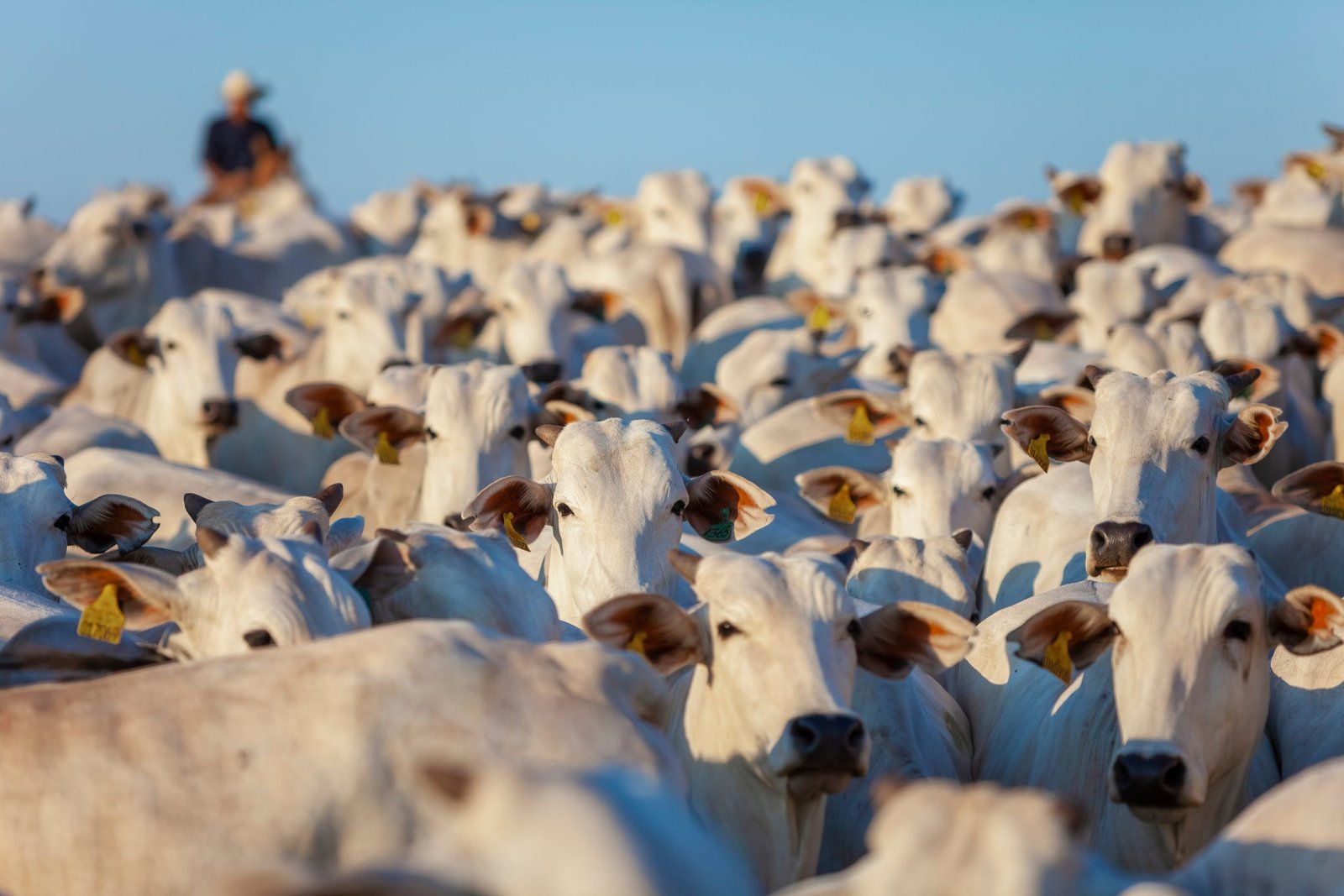 Brasil ultrapassa Estados Unidos e lidera produção mundial de carne bovina - Imagem do artigo original