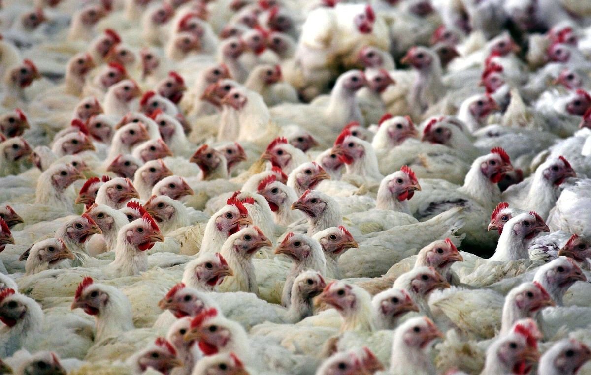 China volta a comprar carne de frango do Rio Grande do Sul após controle de doença - Imagem do artigo original