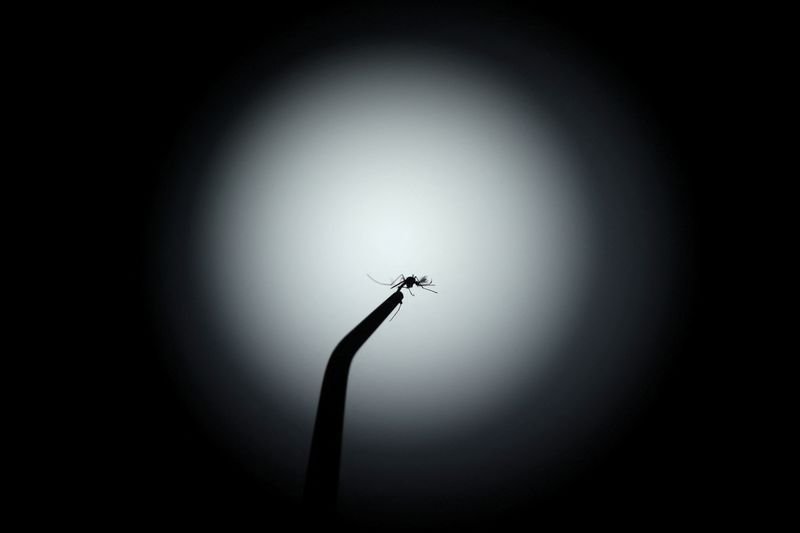 Mosquitos da Mata Atlântica passam a preferir sangue humano, revela pesquisa - Imagem do artigo original