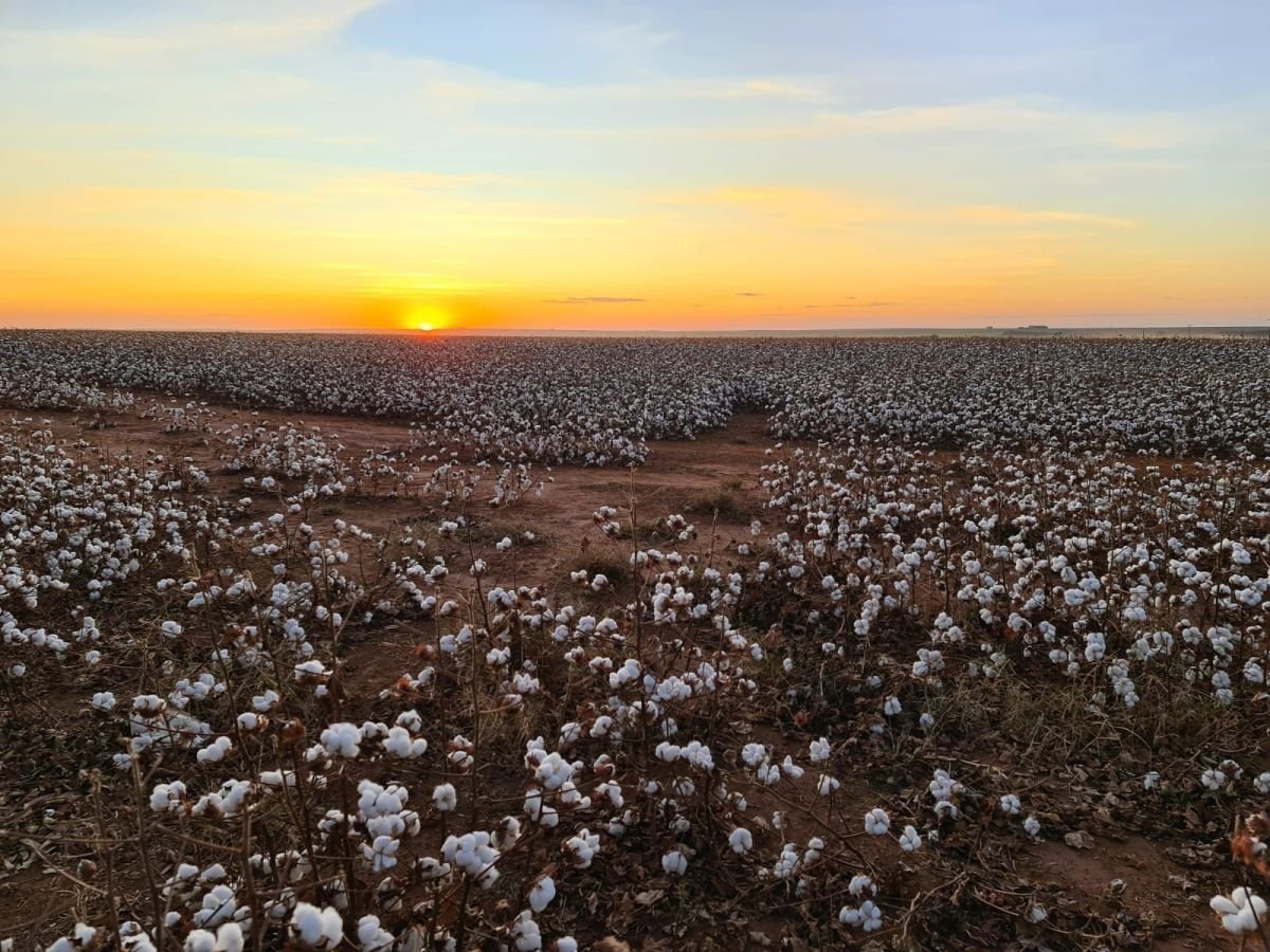 Exportações brasileiras de algodão batem recorde em dezembro de 2025 e somam 2,8 milhões de toneladas no ano - Imagem do artigo original